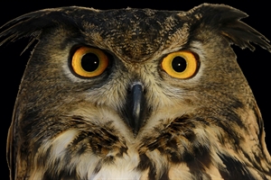 International Owl Center - Houston, MN 55943
